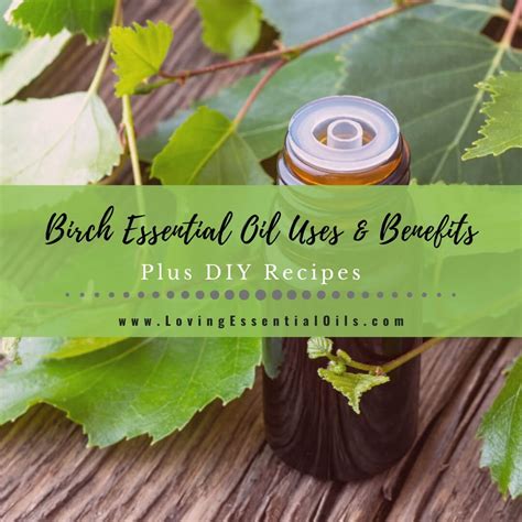 Birch Essential Oil Recipes Uses And Benefits Spotlight Loving Essential Oils