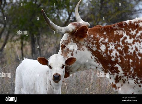 Longhorn Cattle, Texas, USA Stock Photo - Alamy