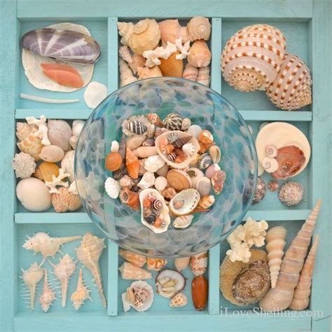 Seashell Display Table Ideas Seashell Display Sea Shells Shell Display