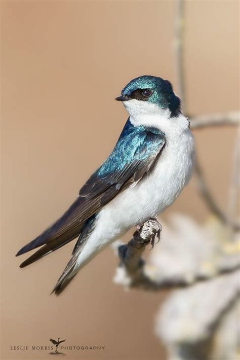 Tree Swallow Photograph At Beautiful Photography