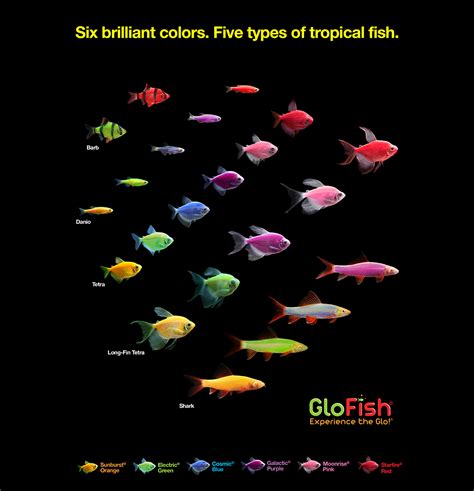 Glofish® The Most Colorful Pets For The Most Dazzling Aquarium Tetra®