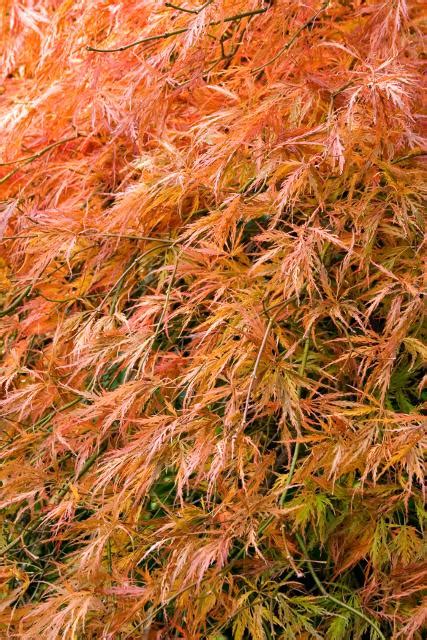 Laceleaf Japanese Maple Acer Palmatum Dissectum Orangeola Courville Nurseries