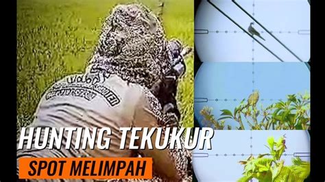 Hunting Tekukur Spot Melimpah Youtube