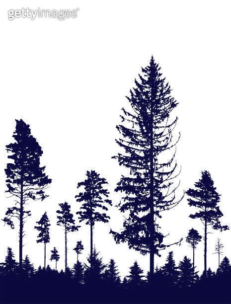 Coniferous Forest Silhouette Of Pine Trees Vertical Landscape After