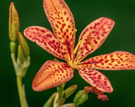 Blackberry Lily Of Michael Weatherford Flickr