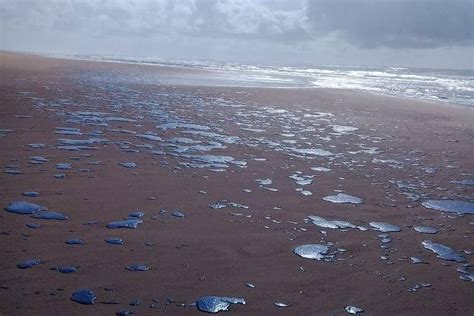 Mancha de óleo que atingiu 39 praias do Nordeste chega ao Rio de