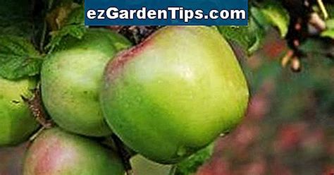 Cómo podar un enano llorando cerezo Tips Jardineros Es ezGardenTips