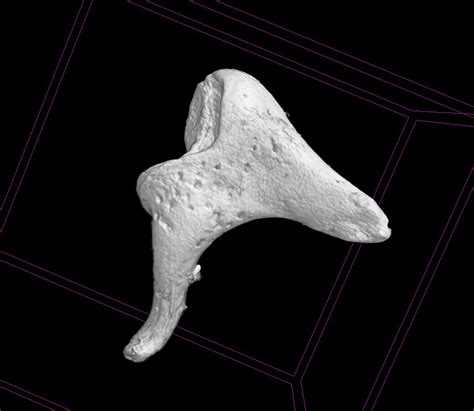 Tiny ear bones help archaeologists piece together the past