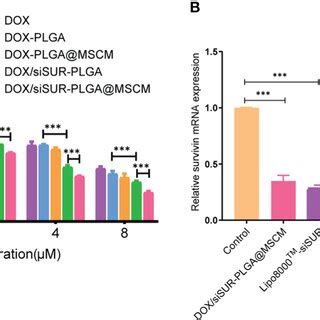 Evaluation Of The Cytotoxicity And Gene Silencing Efficiency Of The