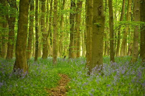 Wallpaper Sunlight Trees Nature Branch Green Tree Leaf Flower