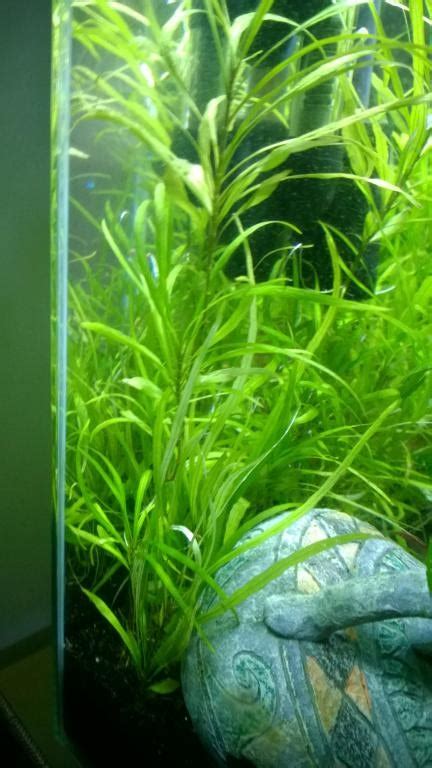 Hygrophila Corymbosa Angustifolia