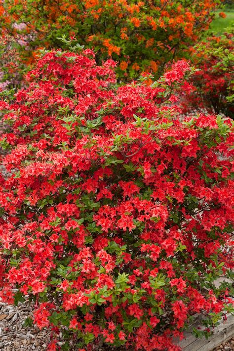 Electric Lights Red Azalea Pahl S Market Apple Valley Mn