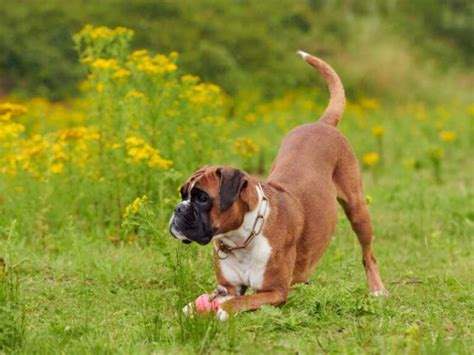 The 150 Most Popular Boxer Dog Names - Petyfied