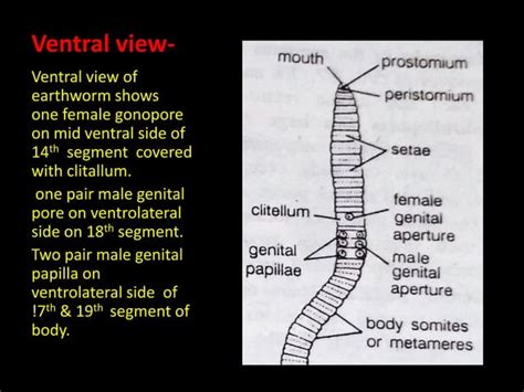 Indian Earthworm Pheretima Posthumapptpdf