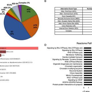 Hsod G A Neural Progenitor Cells Display Early Differentiation Ab