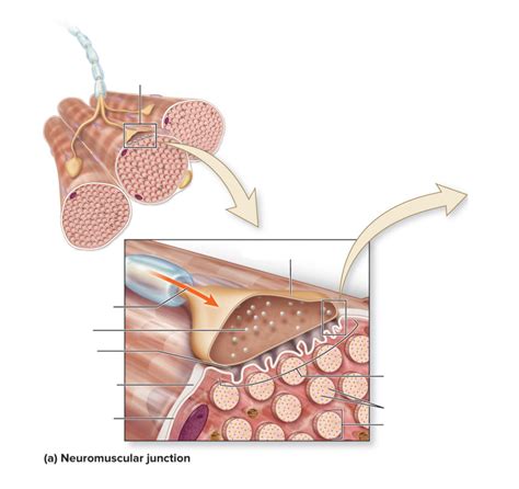 The Neuromuscular Junction Nmj Diagram Quizlet