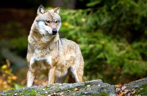 Wildtiere in Baden Württemberg Immer neue Wölfe und Luchse wandern ein