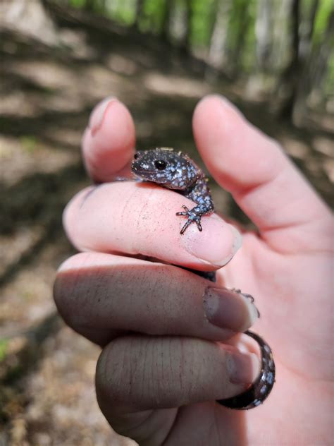 Found this Blue-Spotted Salamander while I was on a walk. : r/salamanders