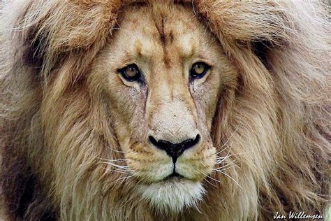 Southwest African Lion By Jan Willemsen Fotografie On Youpic