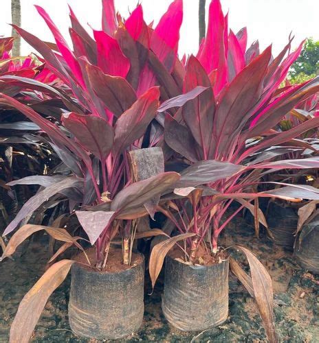 Well Drained Dracaena Mahatma At Best Price In Hyderabad Id