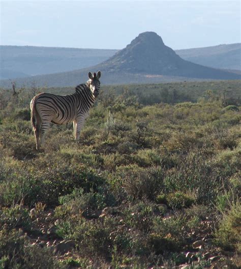 Game Reserve In The Karoo Clastic Detritus