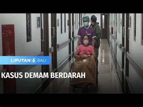 Kasus Demam Berdarah Liputan 6 Bali YouTube