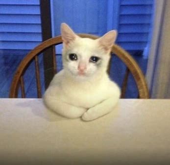 White Cat Sitting On Stool Meme Gettybad