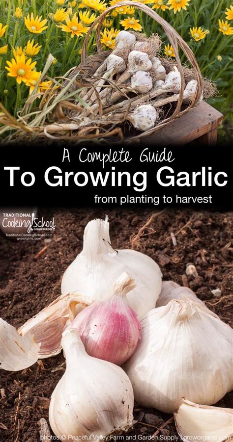 Guide To Growing Garlic Traditional Cooking School Gnowfglins Main