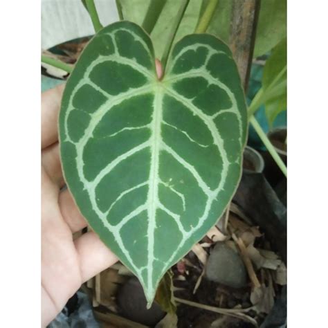 Jual Kuping Gajah Regale Hybrid Anthurium Regale X Tanaman Hias