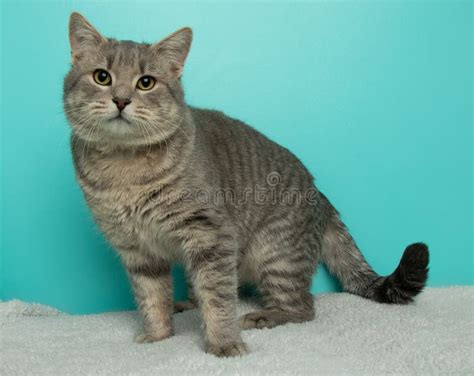 Grey Tabby Cat With Yellow Eyes Portrait Stock Photo Image Of Sweet