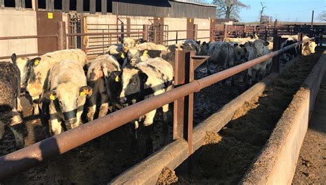 Beef Focus Finishing 3500 Head Of Cattle On One Of Irelands Largest