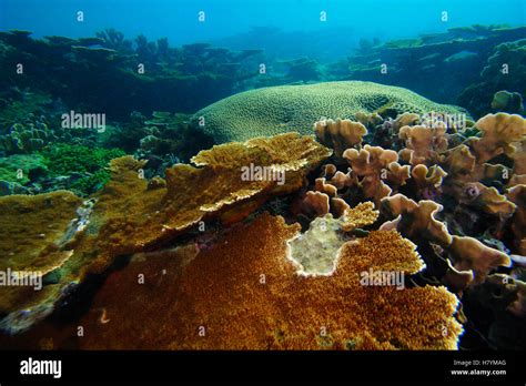 Elkhorn Coral Acropora Palmata Bastimentos Marine National Park