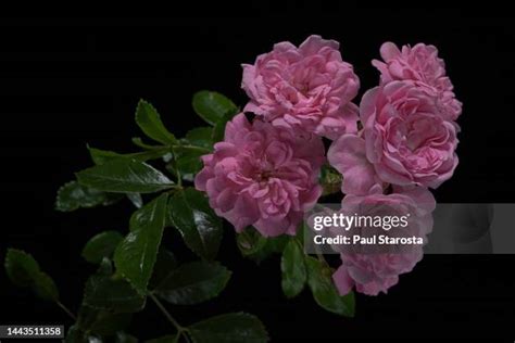 60 Polyantha Rose Stock Photos High Res Pictures And Images Getty