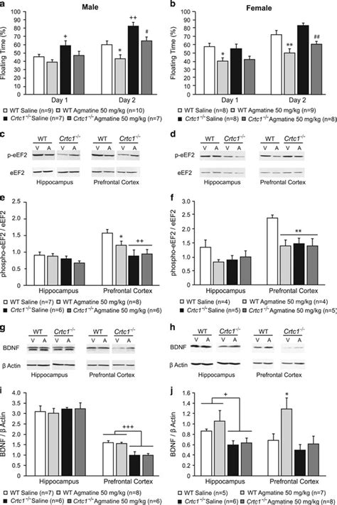 Behavioral And Molecular Effects Of Agmatine Treatment On Male And