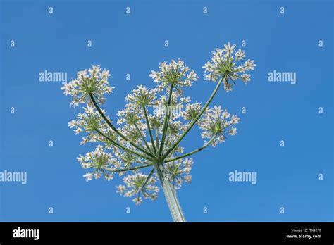 Hogweed Cow Parsnip Flowers Of Common Umbellifer Hogweed