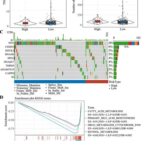 Gene Mutation Features And Gene Set Enrichment Analysis In Tcga Lihc