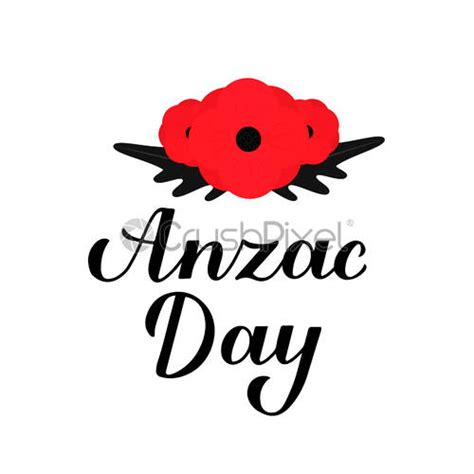 Anzac Day Calligraphy Hand Lettering Isolated On White Red Poppy