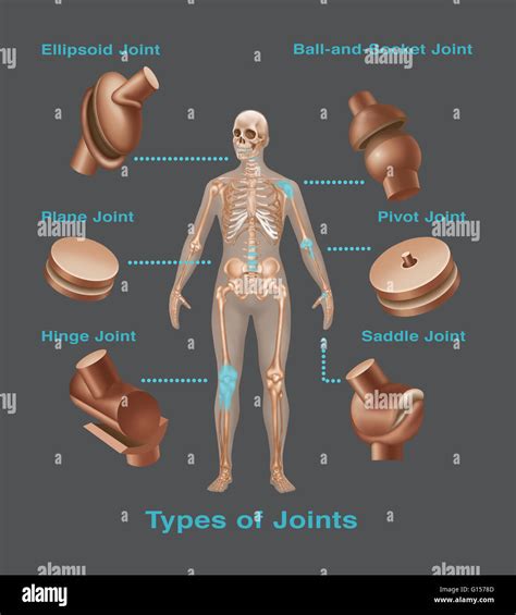 What Are Pivot Joints In The Human Body At Clayton Shedd Blog