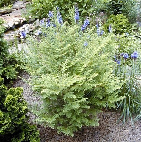 Chamaecyparis thyoides