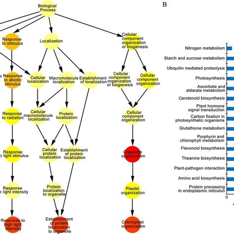 Overrepresented Categories Of The Gene Ontology Biological Processes Download Scientific