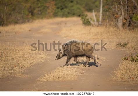 318 Bushpig Stock Photos, Images & Photography | Shutterstock