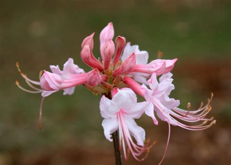 Native Azaleas Should Shine Bright This Spring Mississippi State