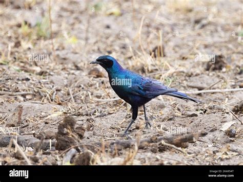 Burchells Starling Lamprotornis Australis Or Burchells Glossy