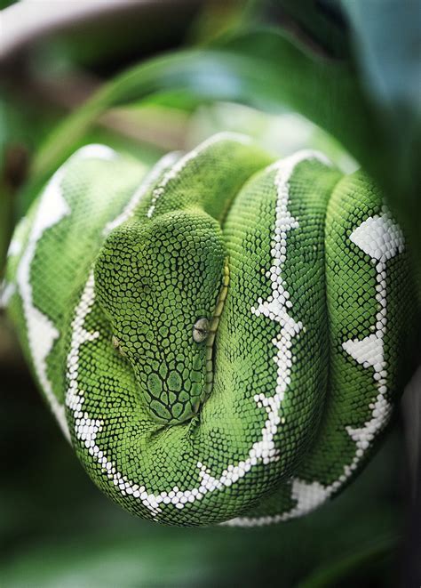 2,000+ Free Snake & Reptile Photos - Pixabay
