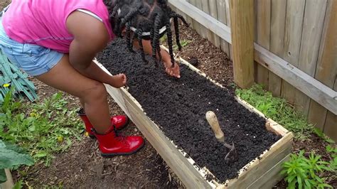 How To Plant Purple Hull Peas In A Garden Garden Likes