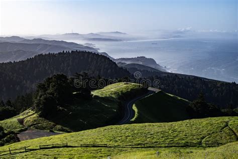 Tree on Mt Tamalpais Spring Stock Image - Image of area, marin: 114008265