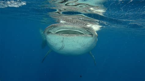 Swim with Whale Sharks in Cancún - Cancun | Project Expedition