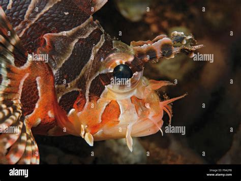 Side View Of Spotfin Lionfish Hi Res Stock Photography And Images Alamy