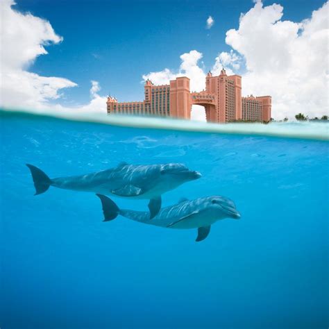 Snorkel Alongside Dolphins During Your Paradise Island Vacation Atlantis Bahamas Island