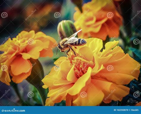 Een Bij Verzamelt Nectar Op Een Bloem Stock Foto Image Of Flora Nave